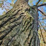 Magnolia acuminata Bark