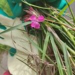 Dianthus giganteus Кветка