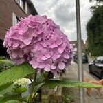 Hydrangea spp.Flower