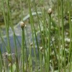 Eleocharis obtusa Fruit