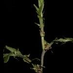 Nothofagus alpina Corteza