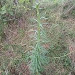 Lilium bulbiferumLeaf