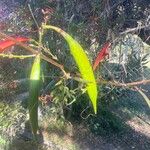 Tecoma fulva Plod
