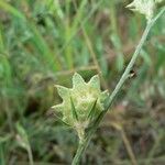 Onobrychis aequidentata Ffrwyth