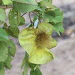 Pterocarpus angolensis Fruto
