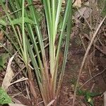 Cyperus costaricensis Hábito