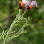 Platycapnos spicata 葉