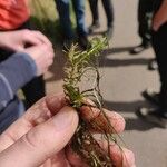 Elodea nuttallii Hoja