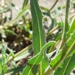 Oenothera stricta Feuille