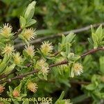 Salix caesia Muu