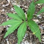 Cardamine heptaphylla Leaf