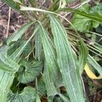 Echinacea pallida Levél