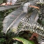 Encephalartos lehmannii ഇല