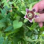 Codonopsis lanceolata Blatt