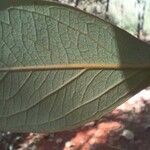 Heteropterys oberdanii Hoja