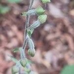 Epipactis microphylla Çiçek