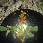 Indigofera hirsuta Λουλούδι