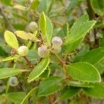 Rubia fruticosa Otro
