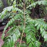 Cnestis corniculata Leaf