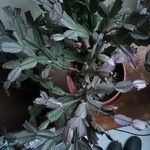 Schlumbergera truncata Çiçek