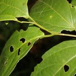 Celtis iguanaea Ліст