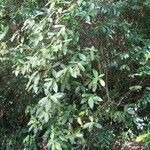 Acalypha integrifolia Pokrój