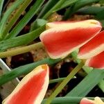 Tulipa clusiana പുഷ്പം