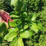 Nasturtium officinaleLeaf