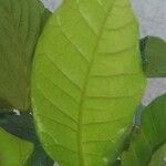 Anacardium occidentale Leaf