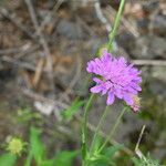 Knautia drymeia Floro