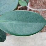 Ficus pertusa Blad