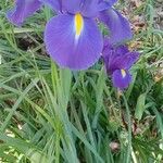 Iris latifolia Habit