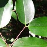Mouriri angulicosta Leaf