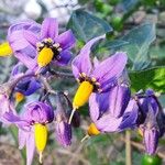 Solanum dulcamaraফুল