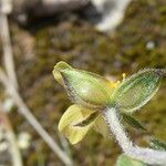 Helianthemum salicifolium Blodyn