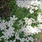 Phlox austromontana फूल