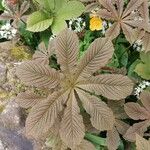 Rodgersia aesculifolia Hoja