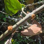 Erianthemum dregei Bark