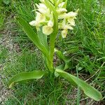 Dactylorhiza sambucina عادت داشتن