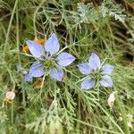 Nigella hispanica Blomma