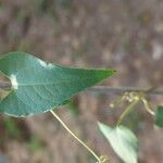 Fallopia convolvulus Hoja