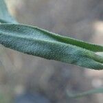 Neslia paniculata Blatt