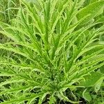 Heracleum mantegazzianum Leaf