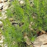 Galium maritimum Leaf