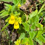 Calceolaria tripartitaBlüte