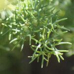 Tripleurospermum maritimum Lehti