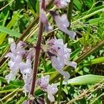 Orthosiphon rubicundus Blomst