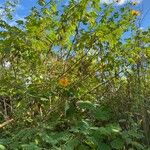 Tithonia diversifolia Habitat