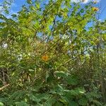 Tithonia diversifolia Habit