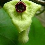 Aristolochia tomentosa फूल